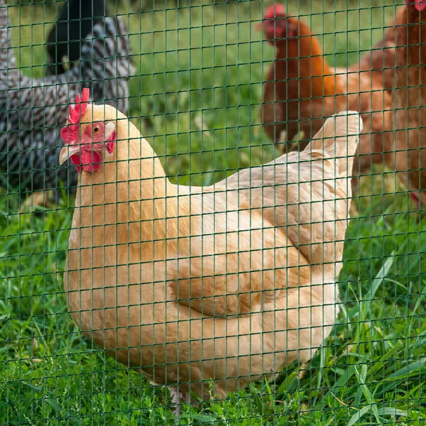 PVC Coated Steel Chicken Rabbit Mesh Fencing Wire Garden Galvanized Fence Border - product image 12